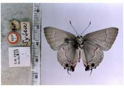 Sylea