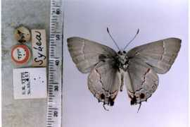 Sylea