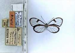 butterfliesofamerica.com Sylvo