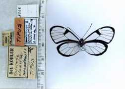 butterfliesofamerica.com Sylvo