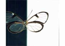butterfliesofamerica.com Sylvo