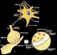 holisticeducator.com Synapses