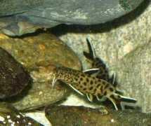 badmanstropicalfish.com Synos