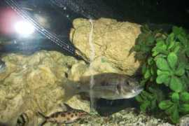 cichlids.com Synos
