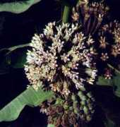 cicconifarms.com Syrica