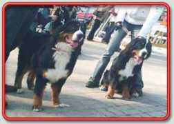 sennenhund.sk Syriusz