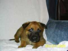Syrus