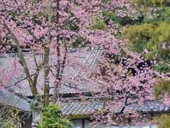 Syuzen