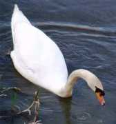 allatbarat.network.hu Szepe