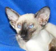 shagio-chen.hu Szerafin