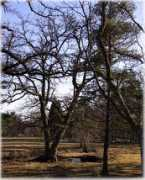 Taala