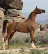 Taamara