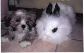 lhassa-apso.info Tabaries