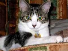 Tabbitha