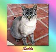 Tabbs