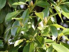 botanic.jp Tabuno