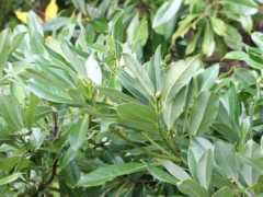 botanic.jp Tabuno