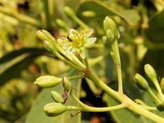 botanic.jp Tabuno