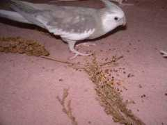 Tacchan