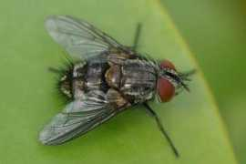 diptera.info Tachin