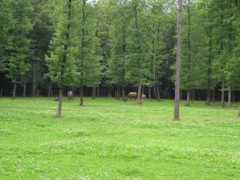 ardennesacheval.free.fr Tachis