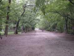 Tadasu