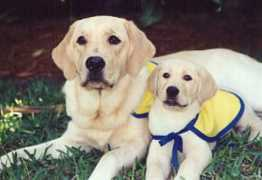 poochiepals.com Taebo