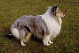 Taena
