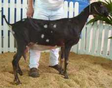 newlandnubians.com Tafarai