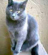 Taffee