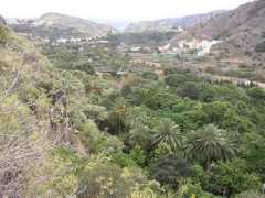 botany.cz Tafira