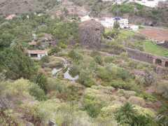 botany.cz Tafira