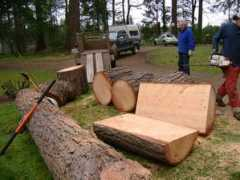 treesolutions.net Tagney