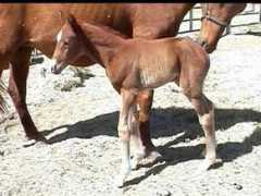 sonestafarms.com Tagnia