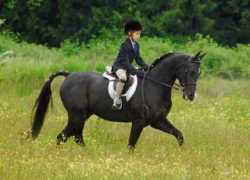 sonestafarms.com Tagnia