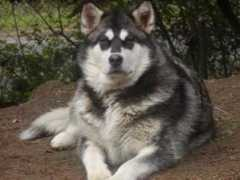 cascademalamutes.com Tahanee