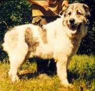 security-dog.org Tahmed