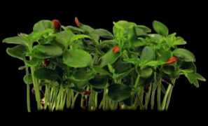 other.koppertcress.com Tahoon