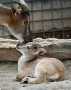 Tahr