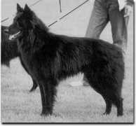 belgischer-schaeferhund.de Taianne