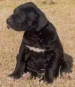saxonygreatdanes.co.za Taine
