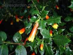davesgarden.com Taique