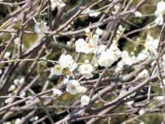 botanic.jp Tairin