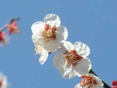 botanic.jp Tairin