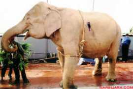 elephant-news.com Takaloo