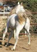 lostangelarabians.com Takasaki
