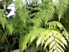 botanic.jp Takawa