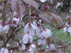 Takaza