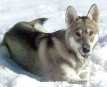 gotpetsonline.com Takeia