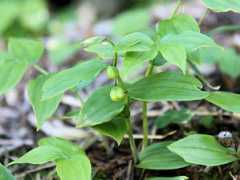 botanic.jp Takesi